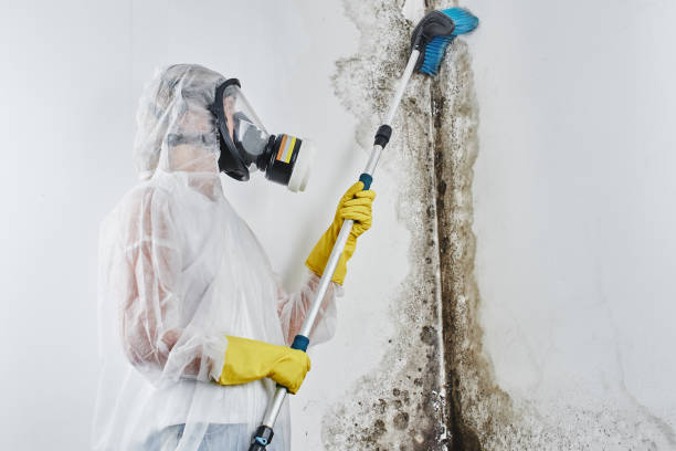 Best HVAC Mold Remediation in Cedarburg, WI