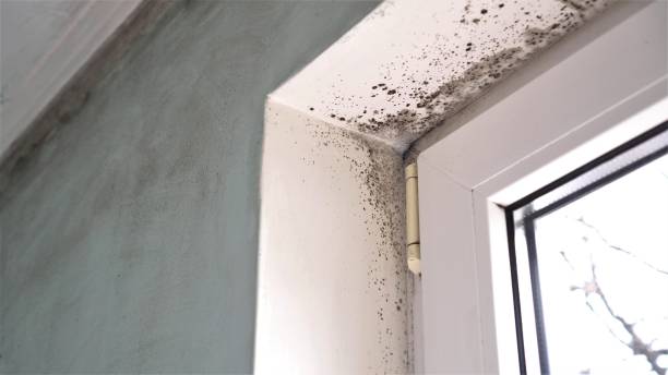 Best Emergency Mold Remediation in Cedarburg, WI
