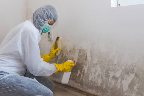 Best Industrial Mold Remediation in Cedarburg, WI