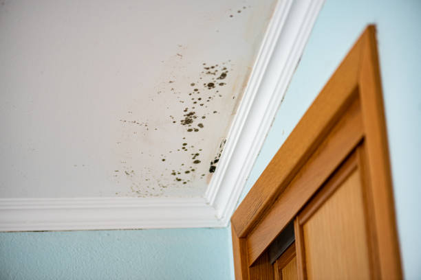 Best Kitchen Mold Remediation in Cedarburg, WI
