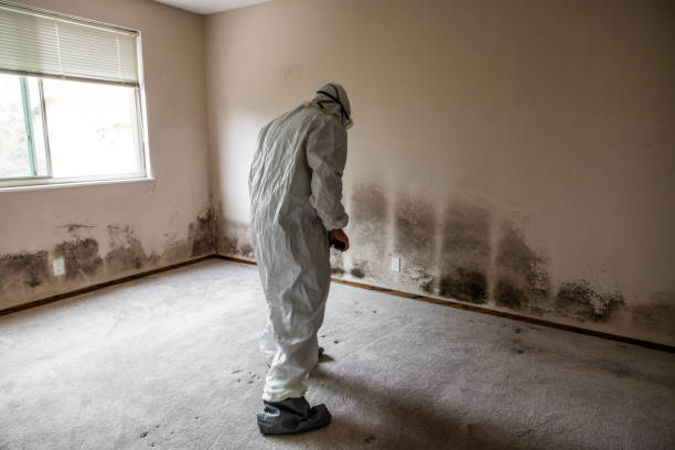 Best White Mold Remediation in Cedarburg, WI
