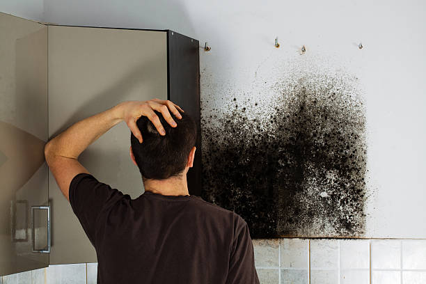 Best Mold Remediation for Schools in Cedarburg, WI
