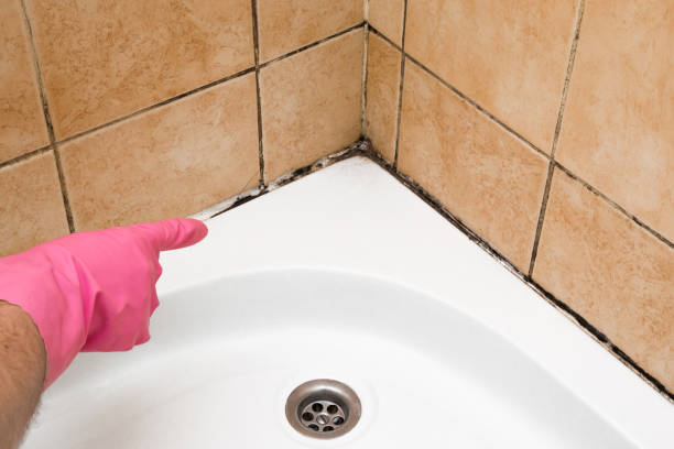 Best Emergency Mold Remediation in Cedarburg, WI