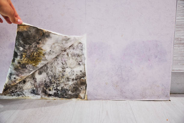 Best Bathroom Mold Remediation in Cedarburg, WI